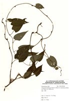 藏品(臺灣何首烏)的圖片